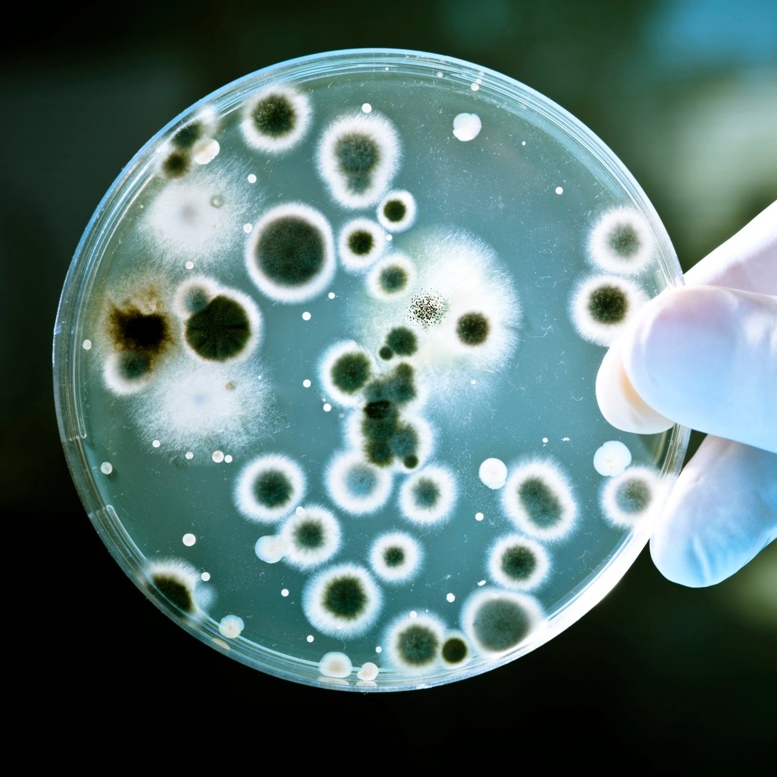 BACTERIA