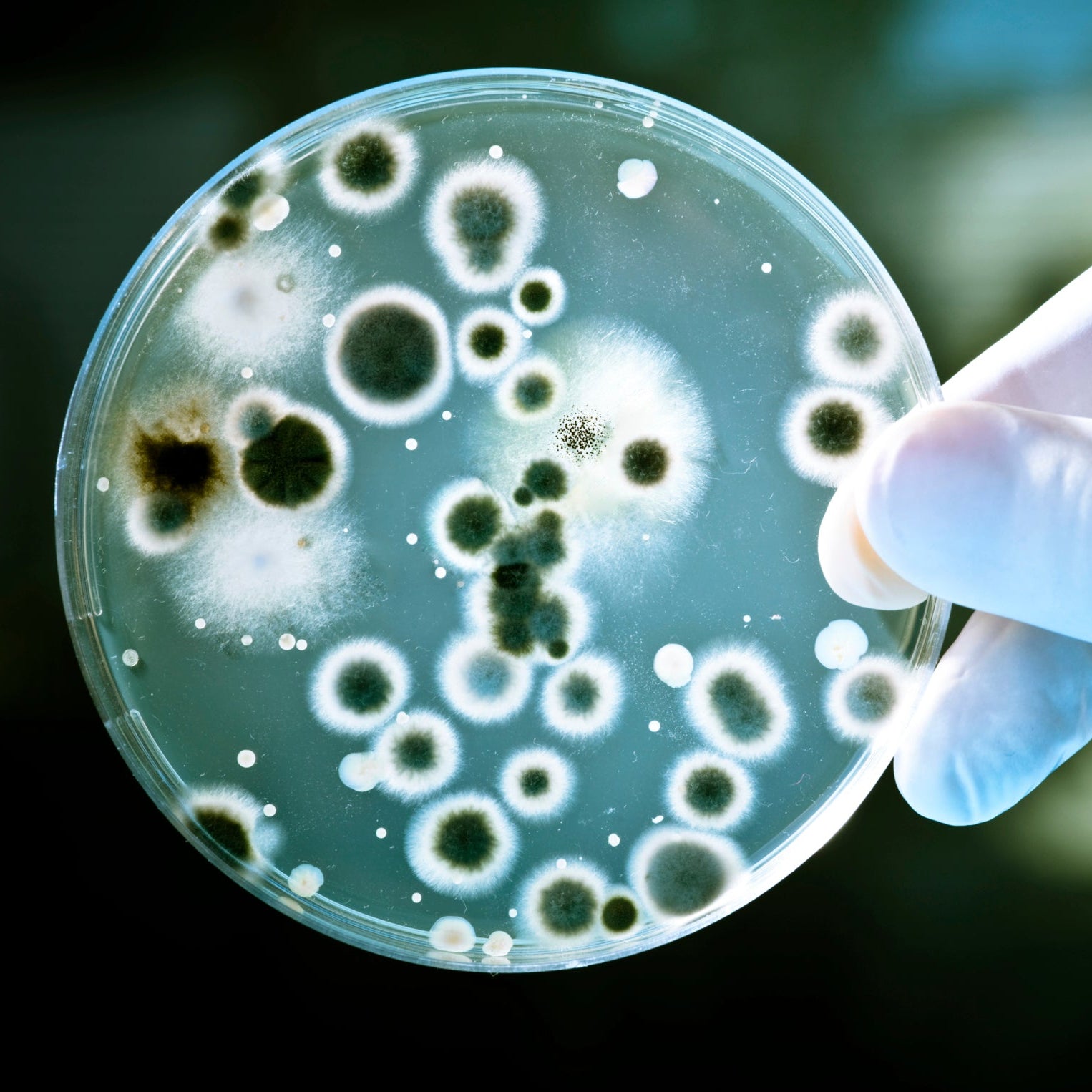 BACTERIA